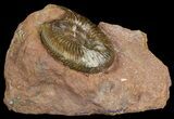 Jurassic Parkinsonia Ammonite - Germany #92457-2